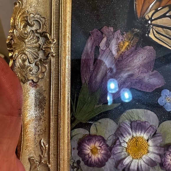 Unique Rare Pressed Flowers and Genuine Butterfly taxonomy Floral Art. - Picture 6 of 12